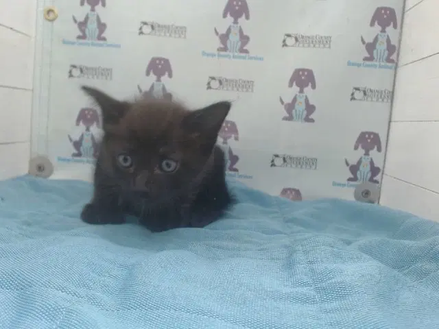 Coors - Domestic Short Hair