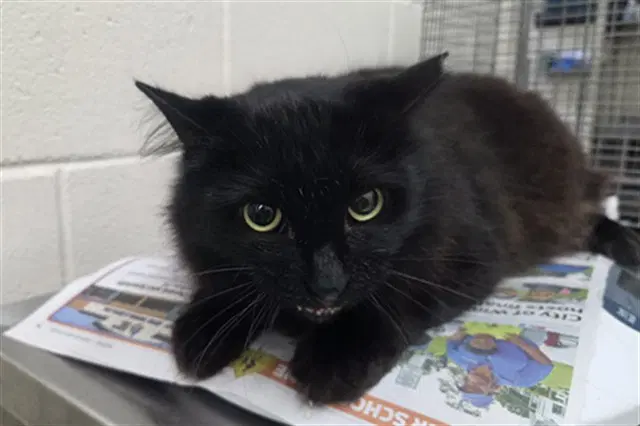 Cocoa - Domestic Long Hair