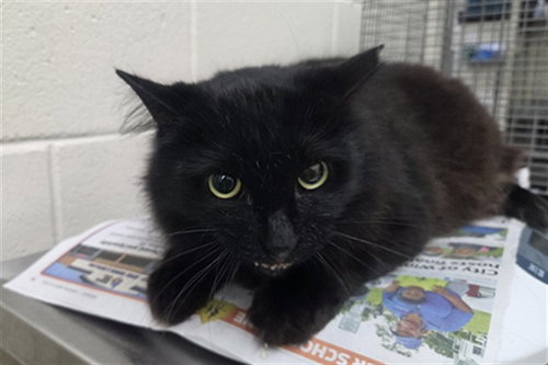 COCOA, a cat for adoption from Orange County Animal Services