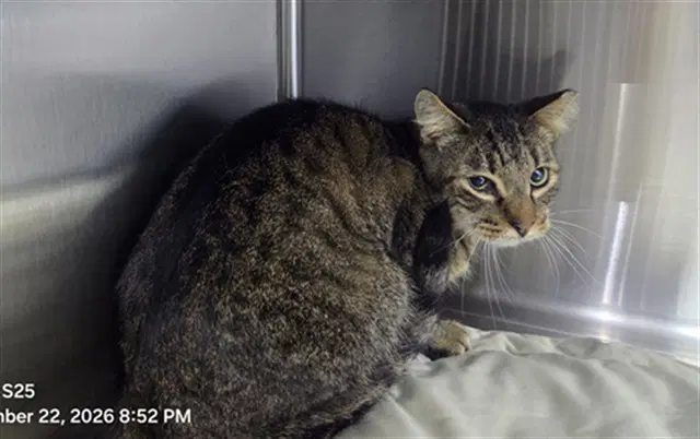Unknown - Domestic Short Hair