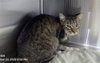 A606013 — Orlando, FL Adoption