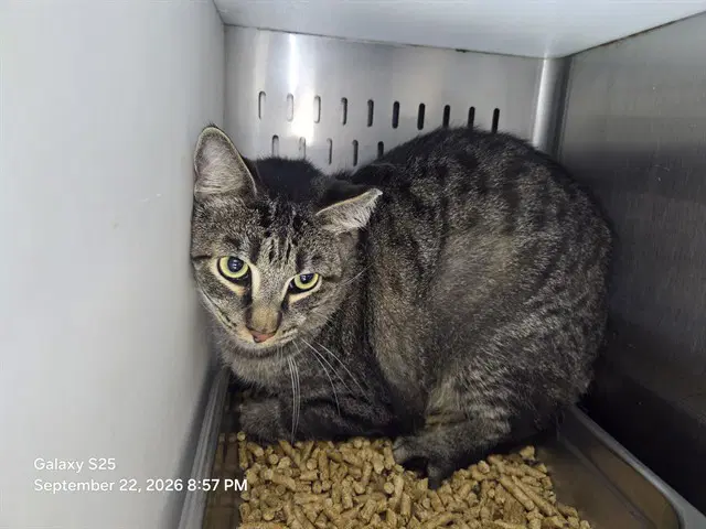 Jamie - Domestic Short Hair