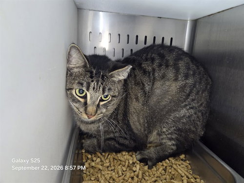 JAMIE, a cat for adoption from Orange County Animal Services