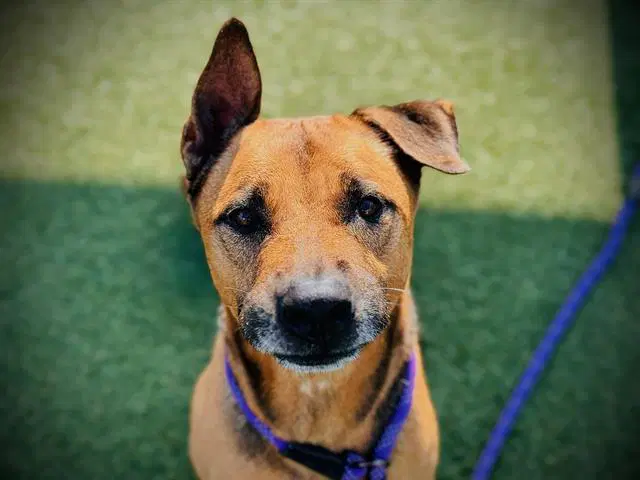 Max - German Shepherd Dog