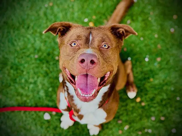 Junior - Pit Bull Terrier