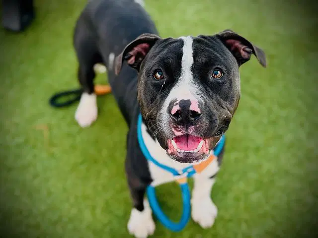 Sir Toby Belch - Pit Bull Terrier