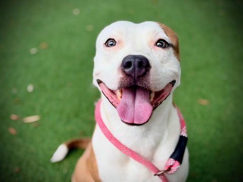 SNUGGLES, a dog for adoption from Orange County Animal Services