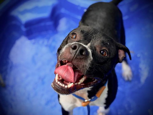 DUSTIN, a dog for adoption from Orange County Animal Services
