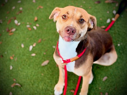 WILLOW, a dog for adoption from Orange County Animal Services