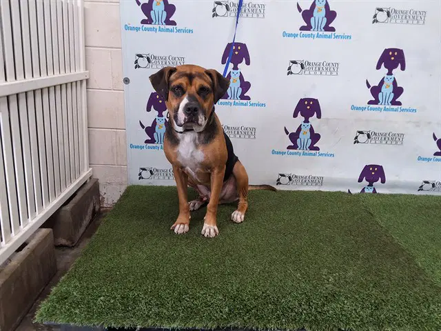 Kai - English Foxhound