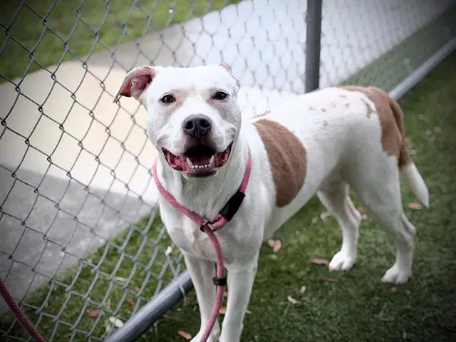Moomoo - Pit Bull Terrier