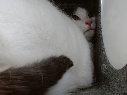 NALA, a cat for adoption from Orange County Animal Services