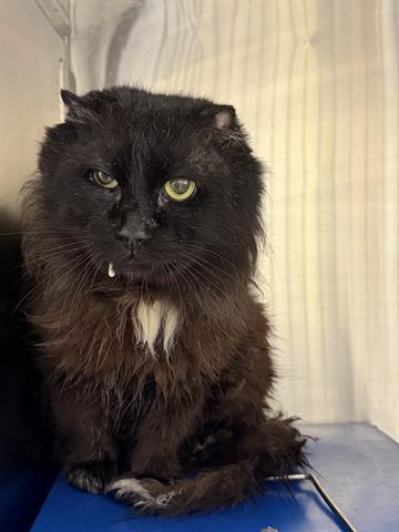 ROCKY, a cat for adoption from Orange County Animal Services