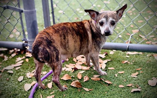 TIGER LILY, a dog for adoption from Orange County Animal Services