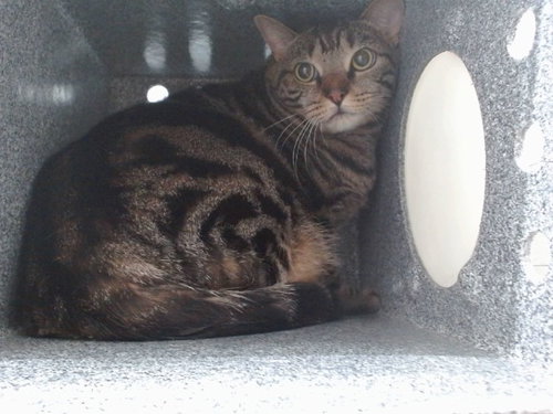 *TWANG, a cat for adoption from Orange County Animal Services