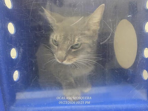 *JESSICA, a cat for adoption from Orange County Animal Services