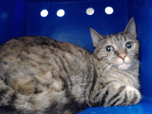 MYLA, a cat for adoption from Orange County Animal Services