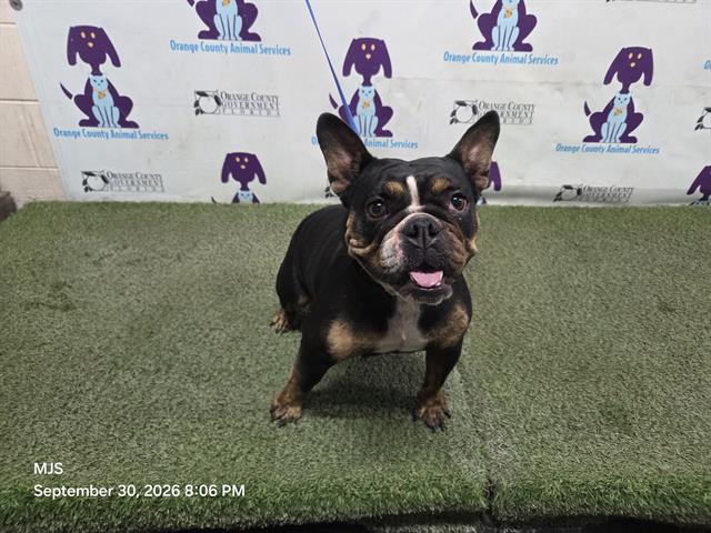 Roxy, French Bulldog