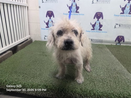 ROCCO, a dog for adoption from Orange County Animal Services