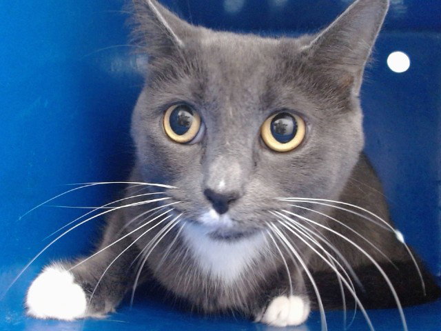 Moon, Domestic Short Hair