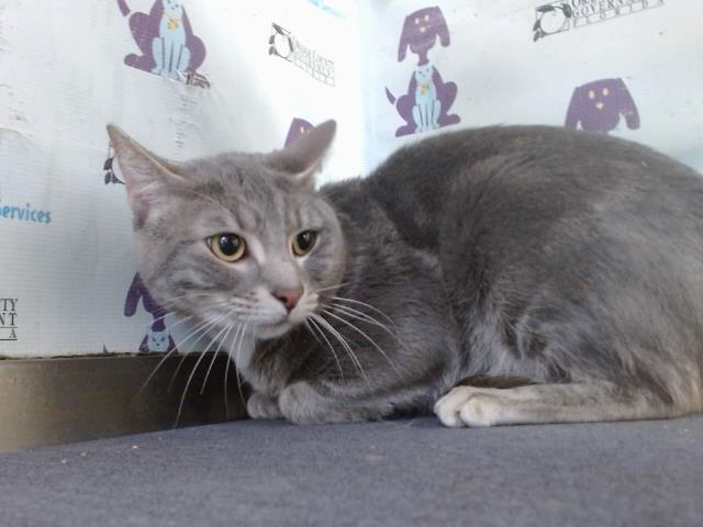 Merlan, Domestic Short Hair