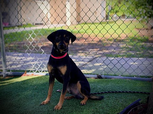 BUDRICK ROBERT, a dog for adoption from Orange County Animal Services