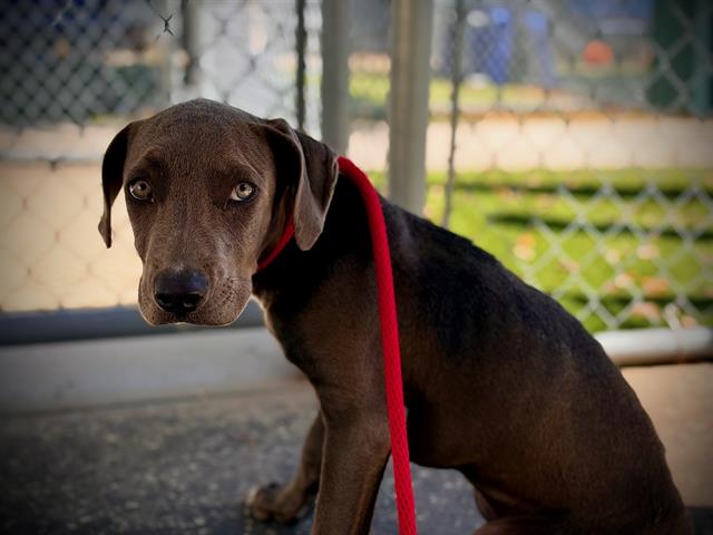 *Purdy, American Pit Bull Terrier