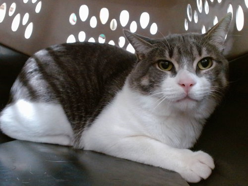 NICO, a cat for adoption from Orange County Animal Services
