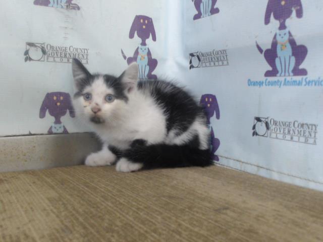 *Milkshake, Domestic Short Hair