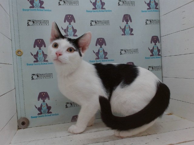 Spidey, Domestic Short Hair
