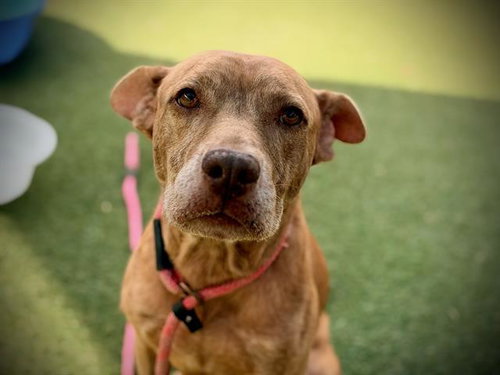 *WALOO, a dog for adoption from Orange County Animal Services
