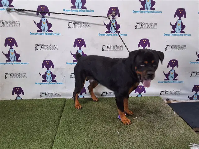 Jasper - Rottweiler