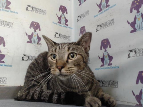 MOUSE, a cat for adoption from Orange County Animal Services