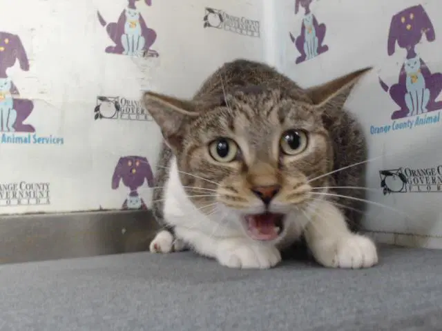 Puddin - Domestic Short Hair