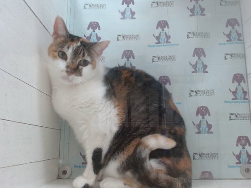 KANDY, a cat for adoption from Orange County Animal Services