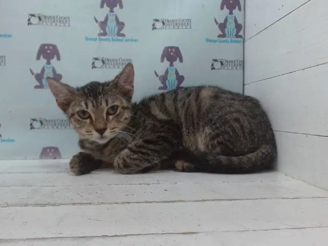 Shuga - Domestic Short Hair