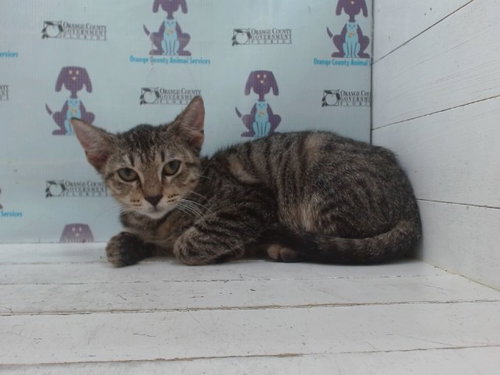 *SHUGA, a cat for adoption from Orange County Animal Services