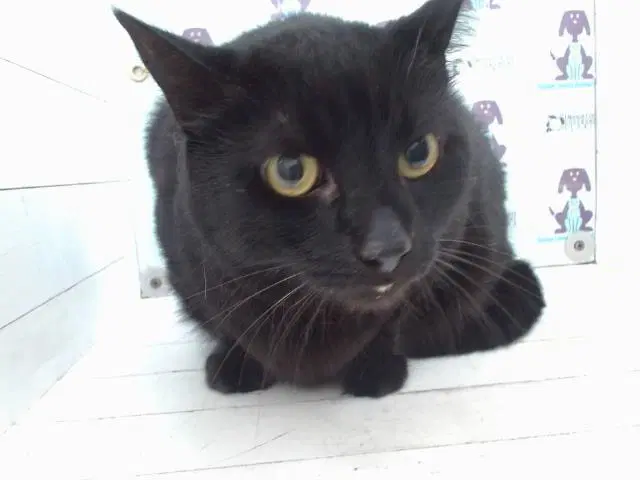 Unknown - Domestic Short Hair