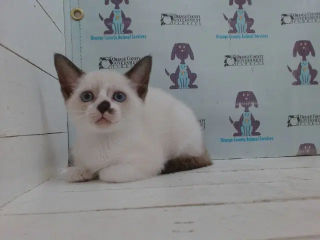 Candy Corn - Siamese