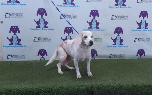 BAILEY, a dog for adoption from Orange County Animal Services