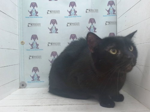 BEAR, a cat for adoption from Orange County Animal Services