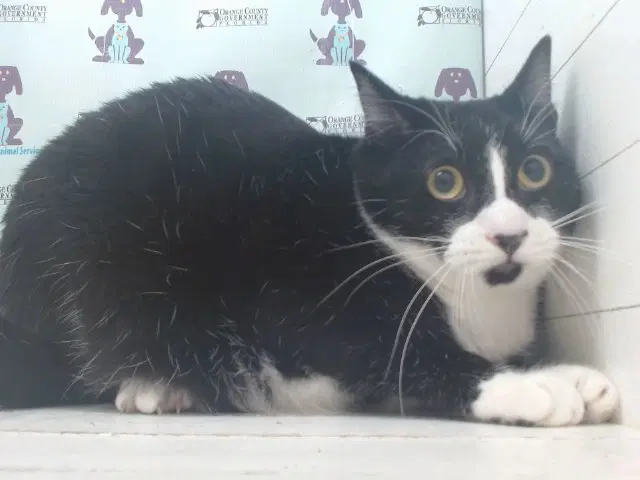Luna - Domestic Short Hair