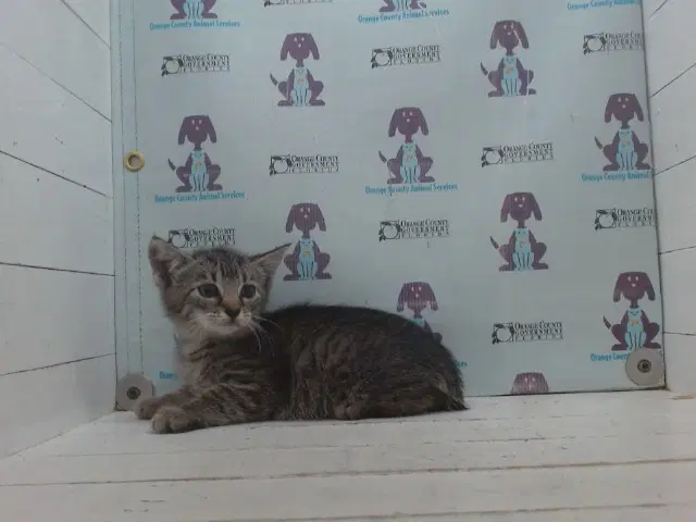 Unknown - Domestic Medium Hair