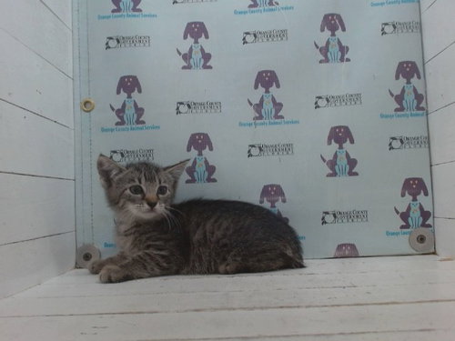 A606785, a cat for adoption from Orange County Animal Services