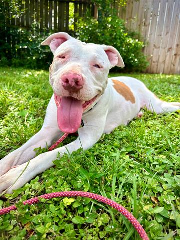 *CASSIE, a dog for adoption from Orange County Animal Services