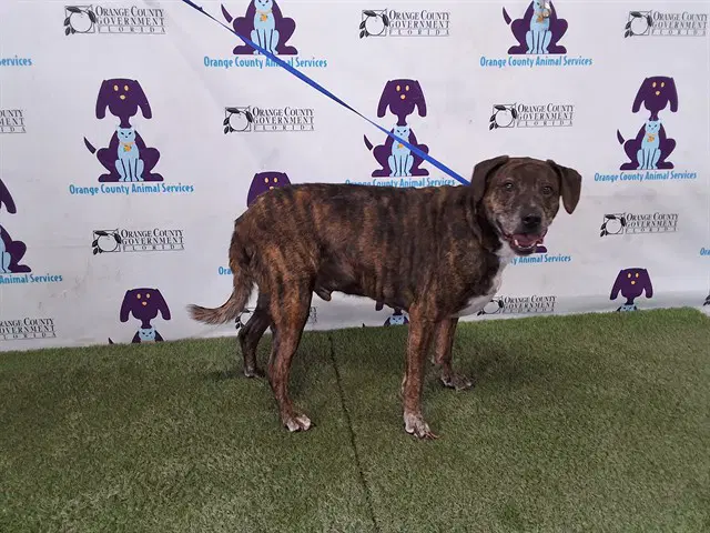 Miles - Pit Bull Terrier