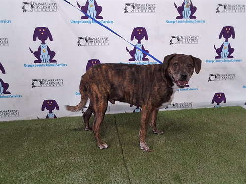 MILES, a dog for adoption from Orange County Animal Services