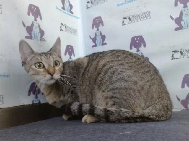 Jelly Bean - Domestic Short Hair