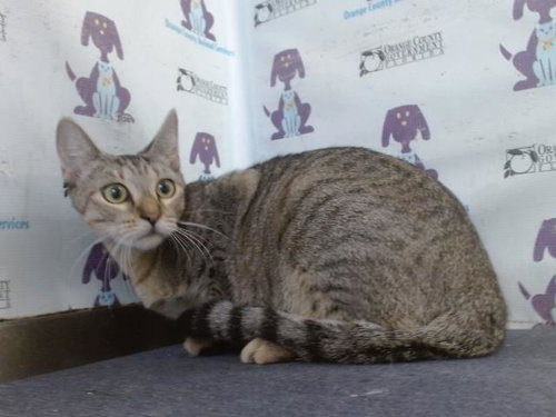 *JELLY BEAN, a cat for adoption from Orange County Animal Services