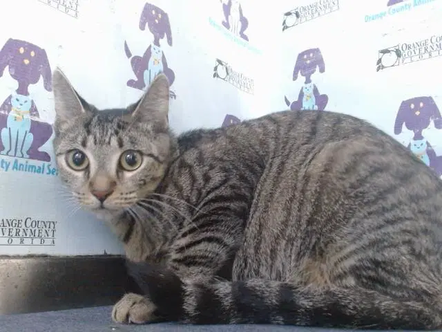 Lily - Domestic Short Hair